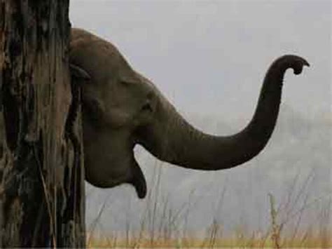 Rajaji National Park | World News, Latest and Breaking News, Top ...