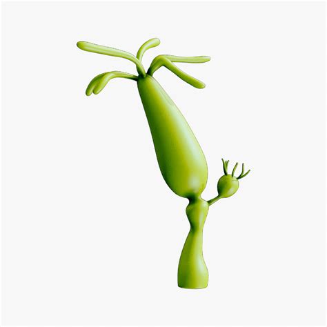 Hydra (genus) 3D Model