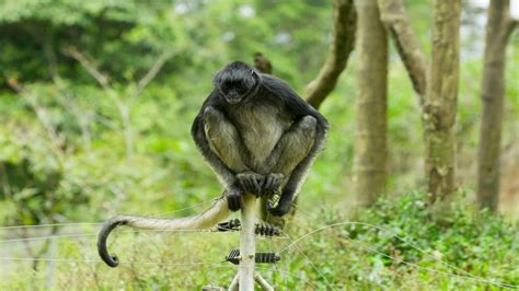 Wildlife Across The World Is Getting Lit – And Not In A Good Way ...