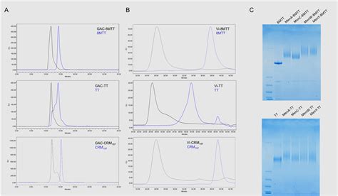 Testing a Recombinant Form of Tetanus Toxoid as a Carrier Protein for ...