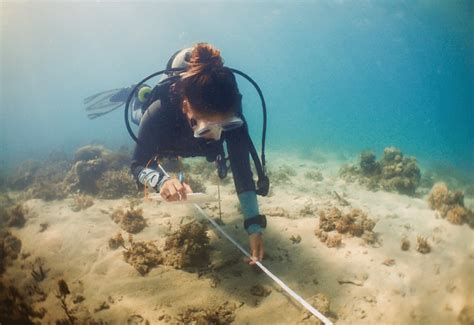 Image result for Ecological Sampling Using a Line Transect