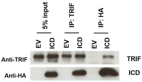 I329L: A Dual Action Viral Antagonist of TLR Activation Encoded by the ...