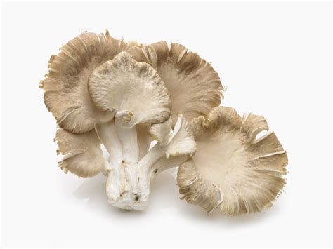 Types Of Fungi Mushrooms