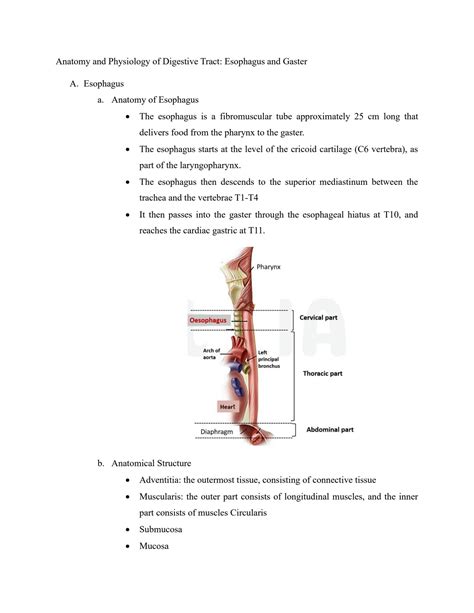 SOLUTION: Anatomy and physiology of digestive tract esophagus and gaster - Studypool