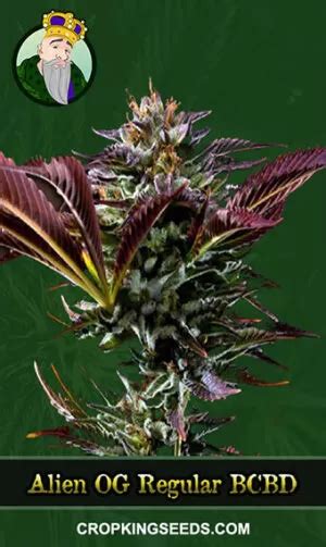 Image result for Alien OG Seeds