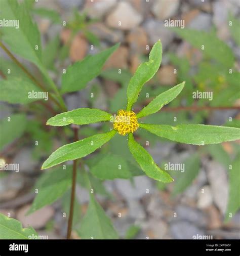 Devil's Beggarticks (Bidens frondosa) Plantae Stock Photo - Alamy