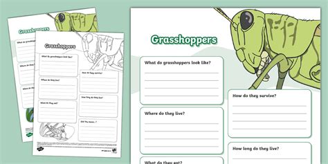 Grasshopper Fact File Template (teacher made) - Twinkl