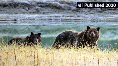 Grizzly Bears Around Yellowstone Can Stay on Endangered Species List, Court Rules - The New York ...