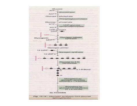 Glycogen metabolism pathway | PDF