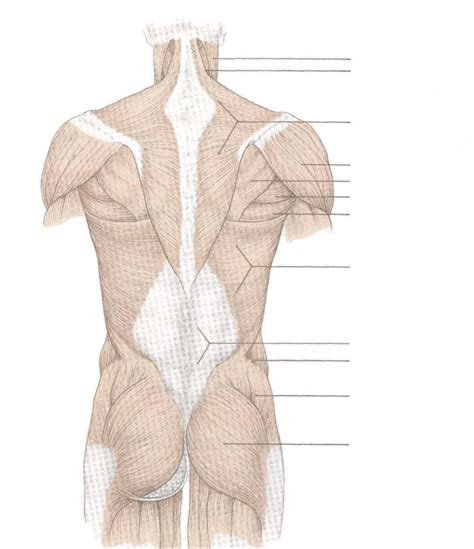 Back 的图像结果