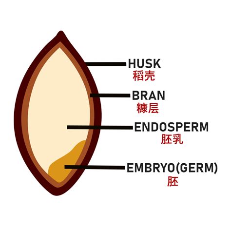 Rice Anatomy - Malaysiarice