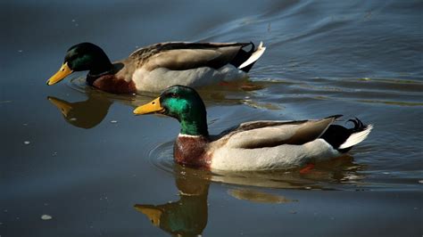 Animal Swim 的图像结果