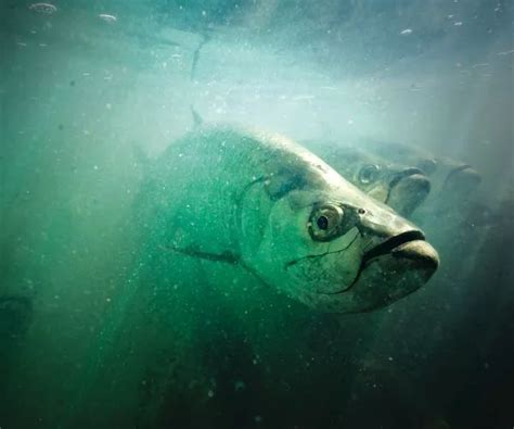 Image result for Humminbird Helix 9 Software Update