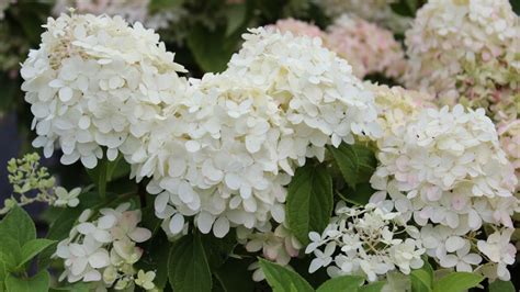 Image result for Lollipop Hydrangea Tree