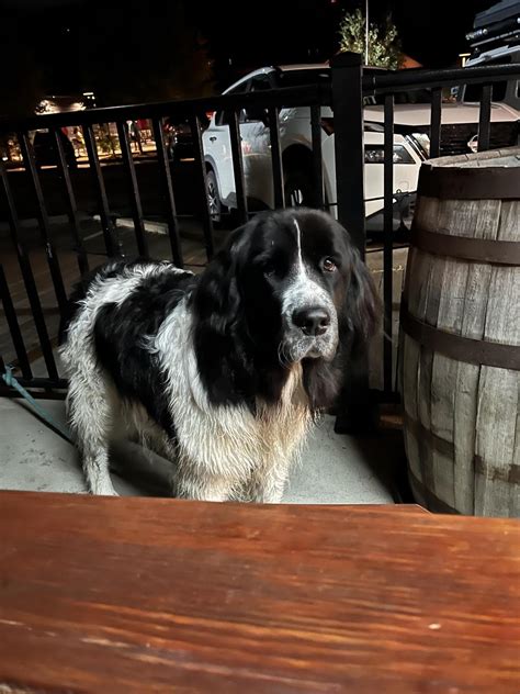 The World's End Brewpub Pet Policy
