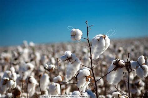面对抵制等问题，新疆棉花如何才能打开市场？__财经头条