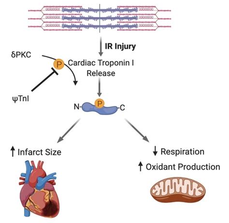 A Selective Inhibitor of Cardiac Troponin I Phosphorylation by Delta ...