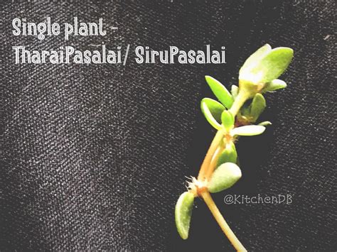 TharaiPasalai / SiruPasalai Keerai Paruppu Kadayal – KitchenDB – My ...