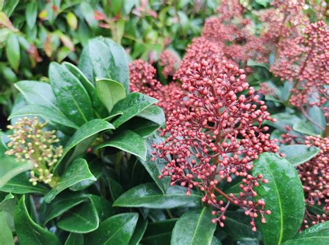 20 Evergreen Shrubs That Are Perfect for Shade