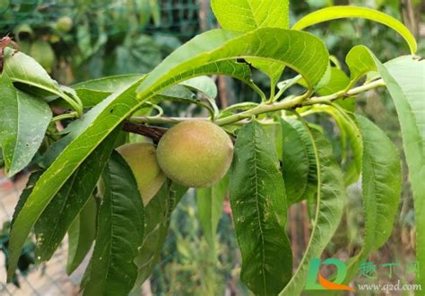 毛桃种子播种育苗技术-绿宝园林网