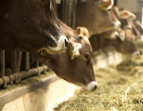 Tote Rinder im Allgäu: Staatsanwaltschaft ermittelt gegen Landwirt ...