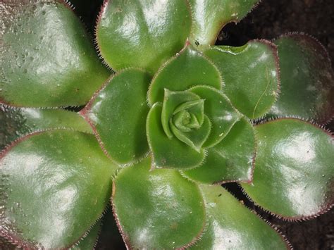 Aeonium haworthii subsp. volkeri (E.Hern. & Bañares) Cristini | Plants of the World Online | Kew ...