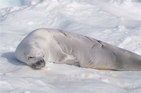Crabeater Seal Teeth