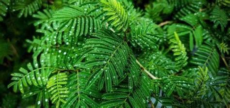How to Grow Shami Plant - Placement & Benefits