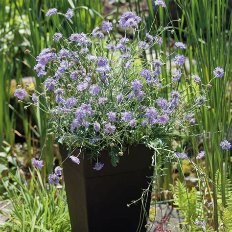 Cottage Garden Perennials 的图像结果