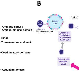 Mouse Cart Cell Image 的图像结果