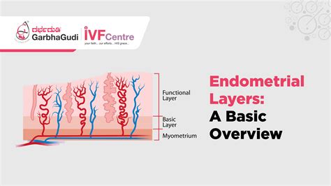 Image result for Endometrium Functional Layer