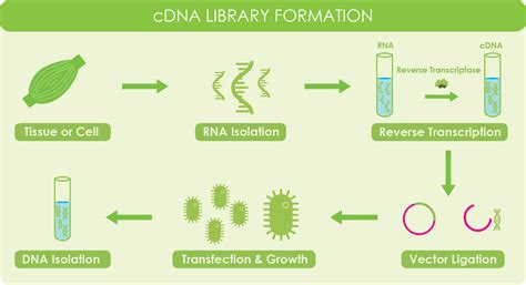 Image result for cDNA Library Applications