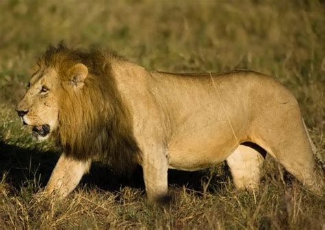 Lion Guide 的图像结果