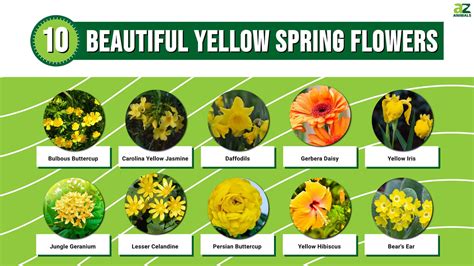 What Are The Yellow Flowers That Bloom In Spring at Marina Williams blog