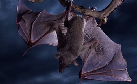 能辨别最高声波的蝙蝠，由于它们具有X)超声波回声定位的能力-探索趣闻网