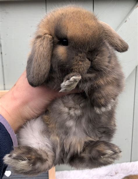 A Guide To Bunny Colours - BOSWORTH BUNNIES