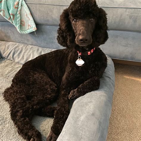 Amazing Abigail - Save A Dog - Poodle and Pooch Rescue of Florida