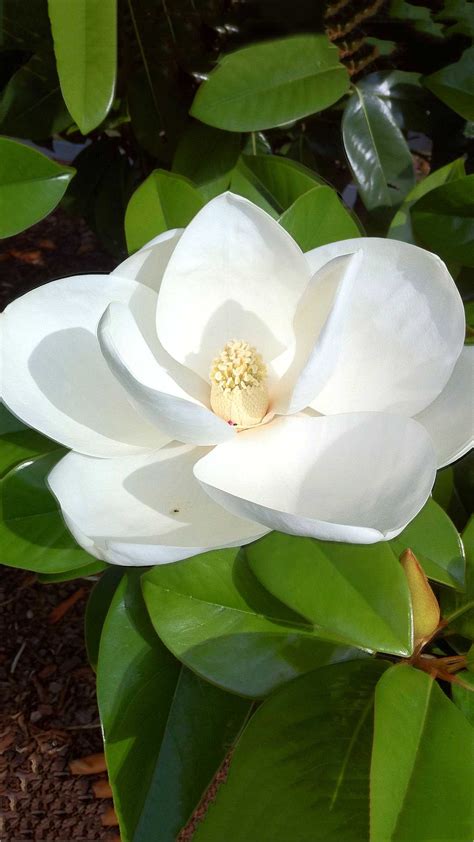 Image result for Magnolia Com