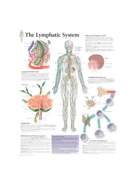 Lymphatic System Overview 的图像结果