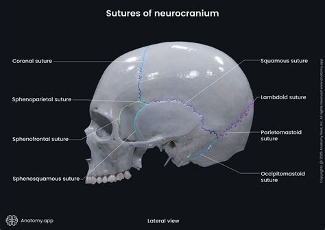 Sutures of skull | Anatomy.app