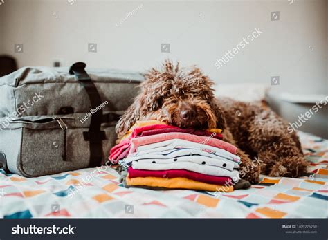 2,876 Dogs Going On Holiday Images, Stock Photos & Vectors | Shutterstock