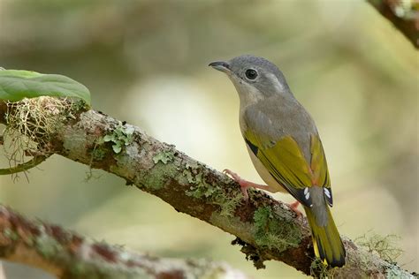 White-browed Shrike-Babbler (Blyth's) - eBird