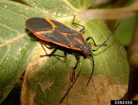 boxelder bug (Boisea trivittata)