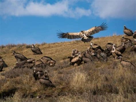 घरवाले खुले में छोड़ देते हैं शव, टुकड़े-टुकड़े कर खिलाते हैं गिद्धों ...