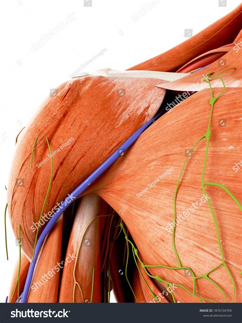 Image result for Shoulder Anatomy Animated Tutorial