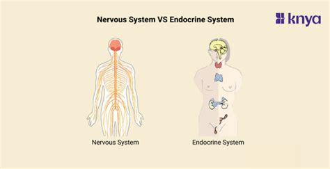 Difference Between Nervous System and Endocrine System – Knya
