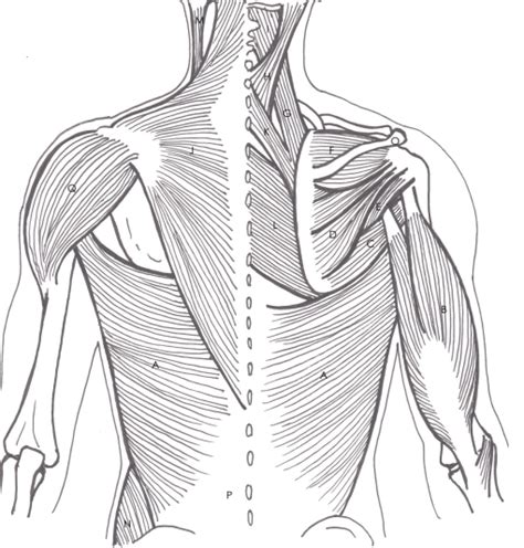 Back 的图像结果
