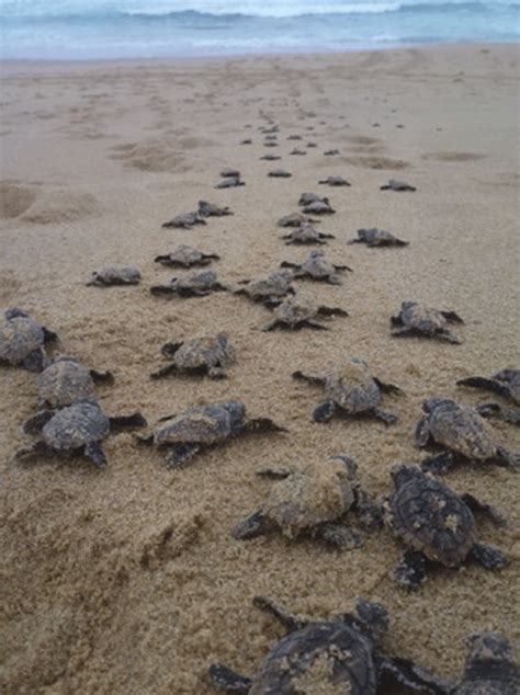Loggerhead Sea Turtle Hatchlings 的图像结果