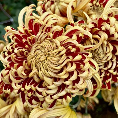 Heirloom Chrysanthemum 'Nijin Bigo' – 3 Porch Farm