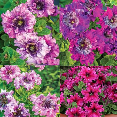 Amazon.com: zcbang Rare Plant Flower Seed Calibrachoa Seeds 2000 Pcs ...